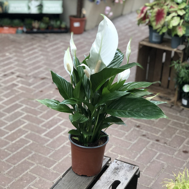 Spathiphyllum Bingo Cupido (Peace Lily) 17cm