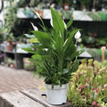 Spathiphyllum Bellini (Peace Lily) 13cm