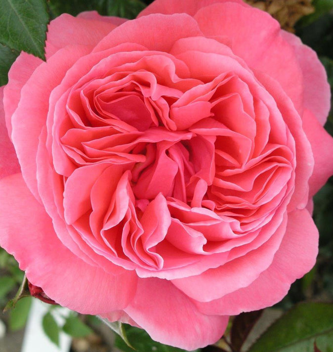 Bush Rose Special Anniversary 3L