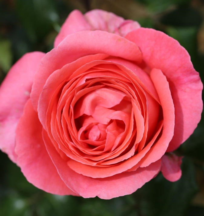 Bush Rose Special Anniversary 3L