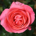 Bush Rose Special Anniversary 3L