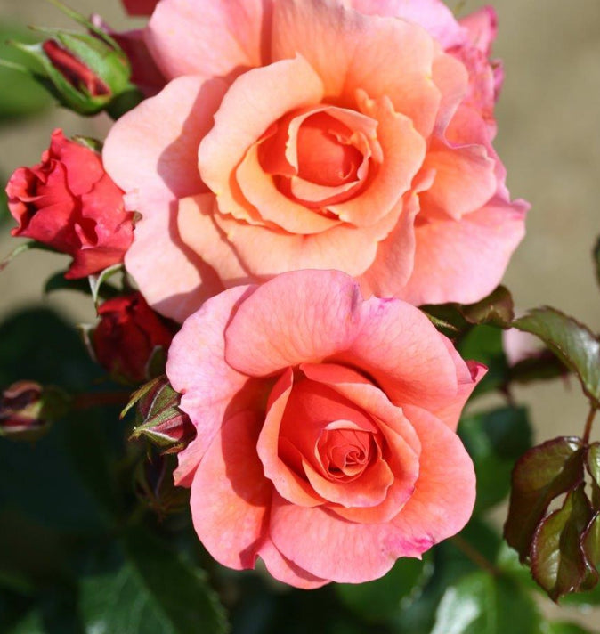 Bush Rose Summer Beauty 3L
