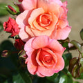 Bush Rose Summer Beauty 3L