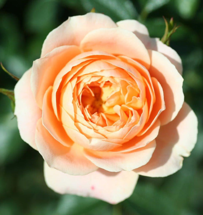 Patio Rose Sweet Dream 3L