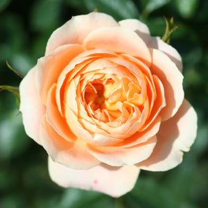 Patio Rose Sweet Dream 3L