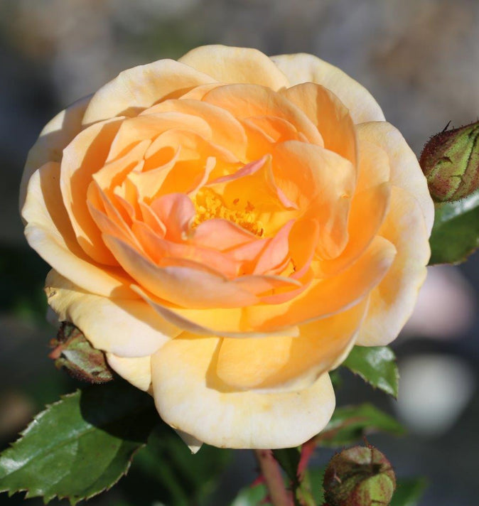 Bush Rose Sweet Honey 3L