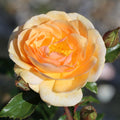 Bush Rose Sweet Honey 3L