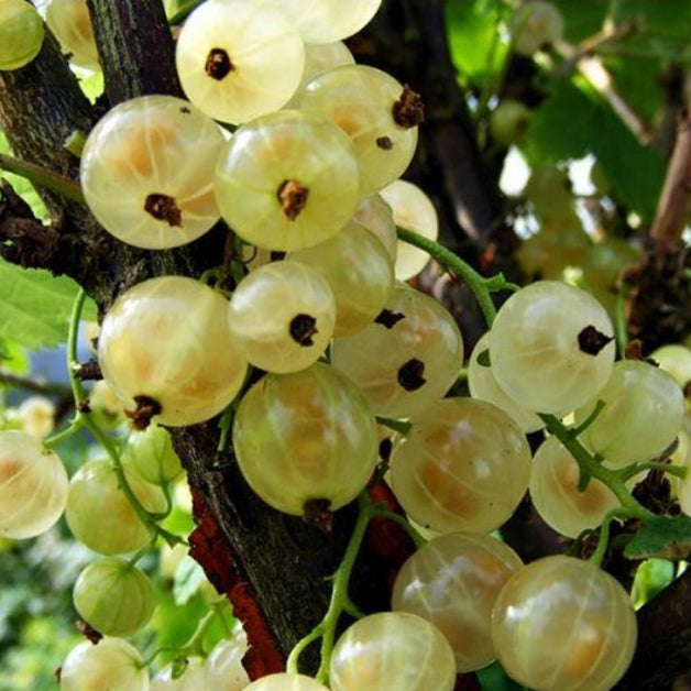 Whitecurrant (Ribes Rubrum) 'White Versailles' 3L