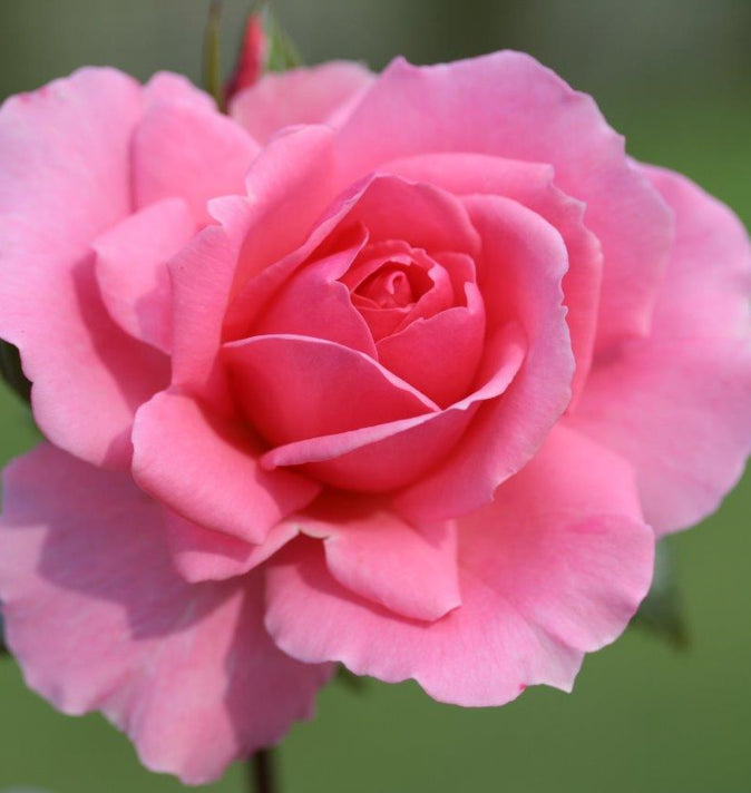 Bush Rose You're Beautiful 3L