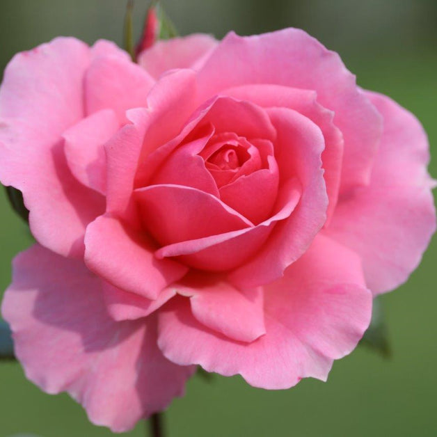 Bush Rose You're Beautiful 3L