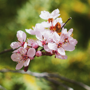 Prunus Incisa Kojo-No-Mai 3L