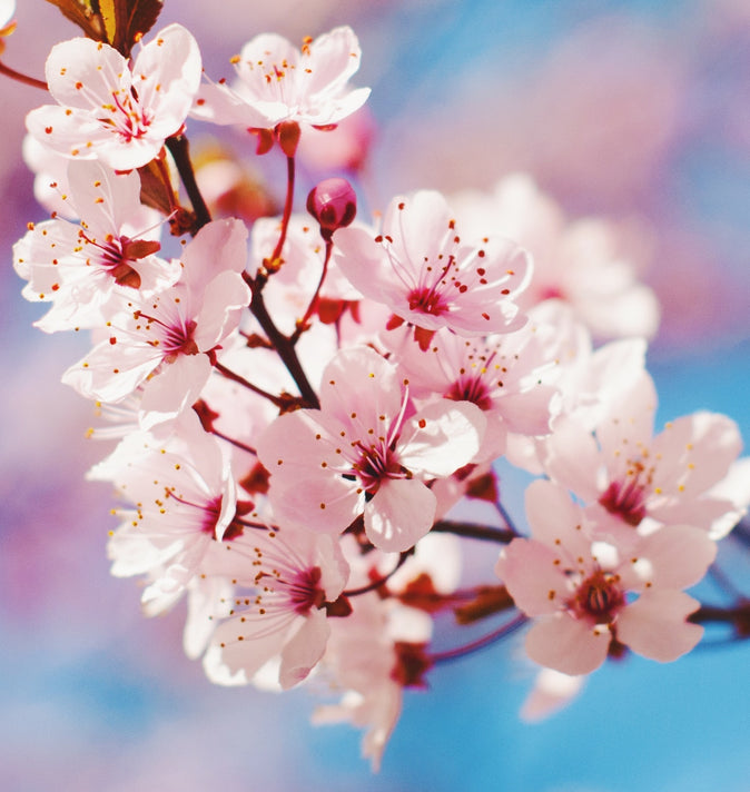 Prunus Incisa Kojo-No-Mai 3L