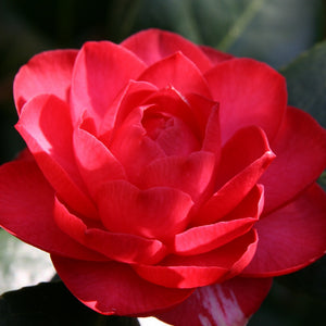 Camellia Les Jury 4L