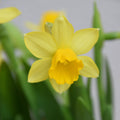Narcissus Tete A Tete 10.5cm