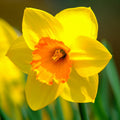 Daffodil Dwarf Jetfire 1L