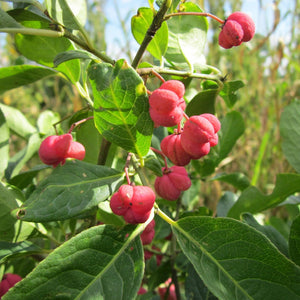 Euonymus Ham Miss Pinkie 3L