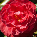 Camellia Ruby Wedding 4L