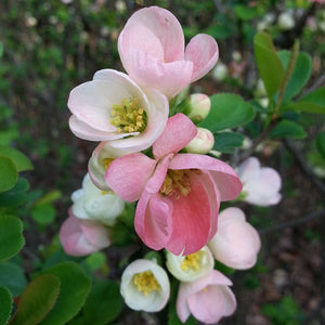 Chaenomeles Spec Moerloosei 3L