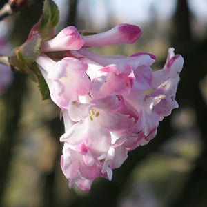 Viburnum Pink Beauty 3L