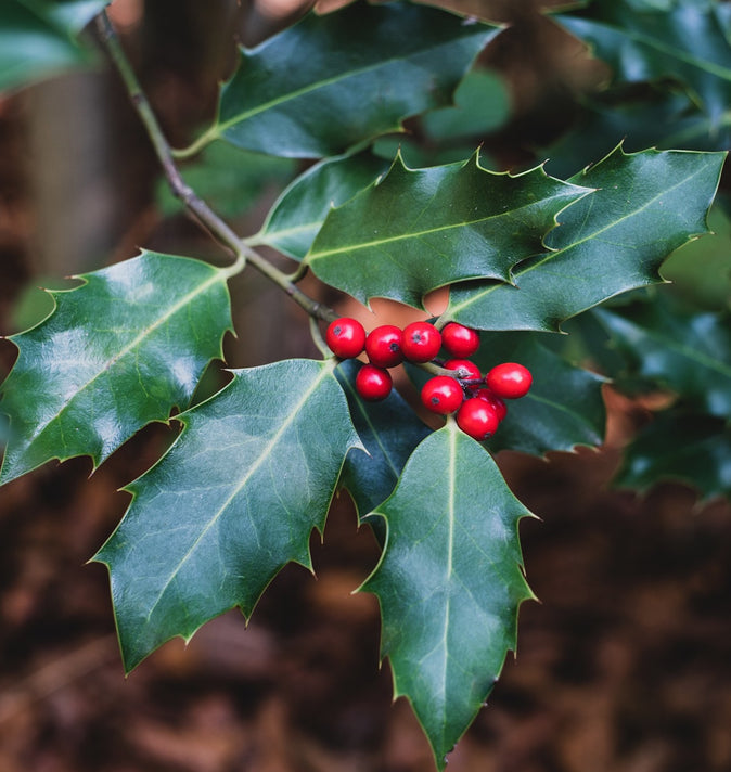 Ilex Nellie R Stevens 3L