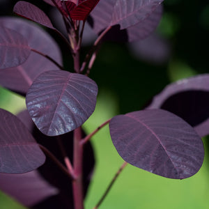 Cotinus Cog Royal Purple 3L