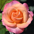 Bush Rose Magic Harlequin 3L
