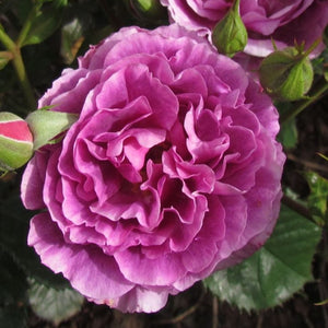 Bush Rose Minerva 3L