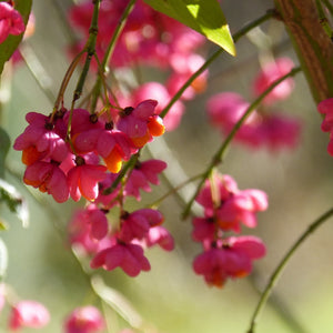 Euonymus Ham Miss Pinkie 3L