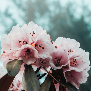 Rhododendron Dreamland 3L
