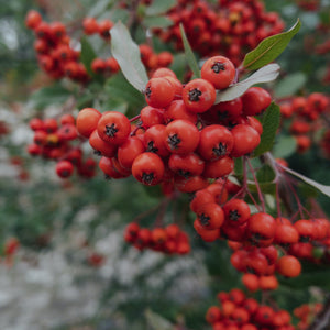 Pyracantha Mohave 3L