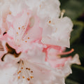 Rhododendron Dreamland 3L