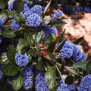 Ceanothus Blue Mound 3L