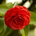 Camellia Ruby Wedding 4L