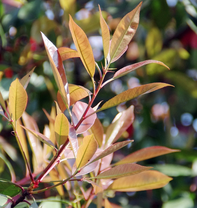 Photinia Fraseri Scarlet Blaze 3L
