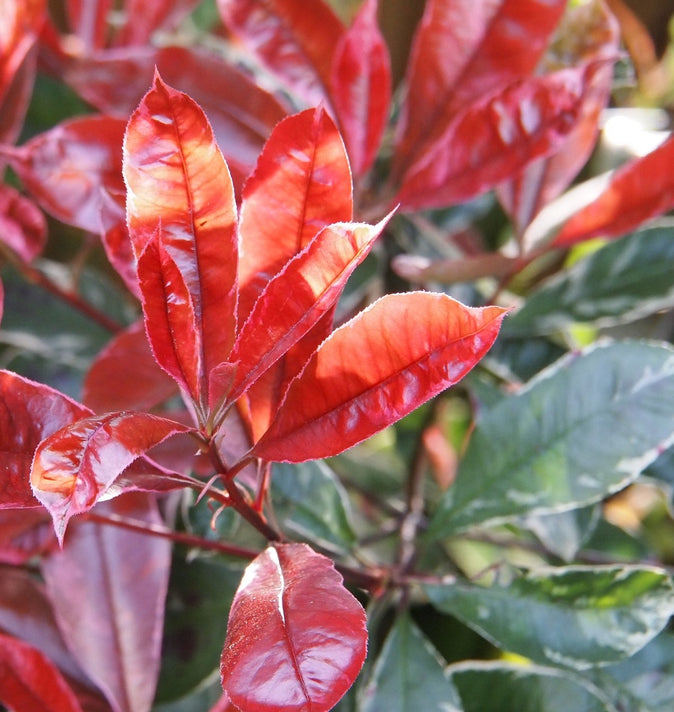 Photinia Fraseri Scarlet Blaze 3L
