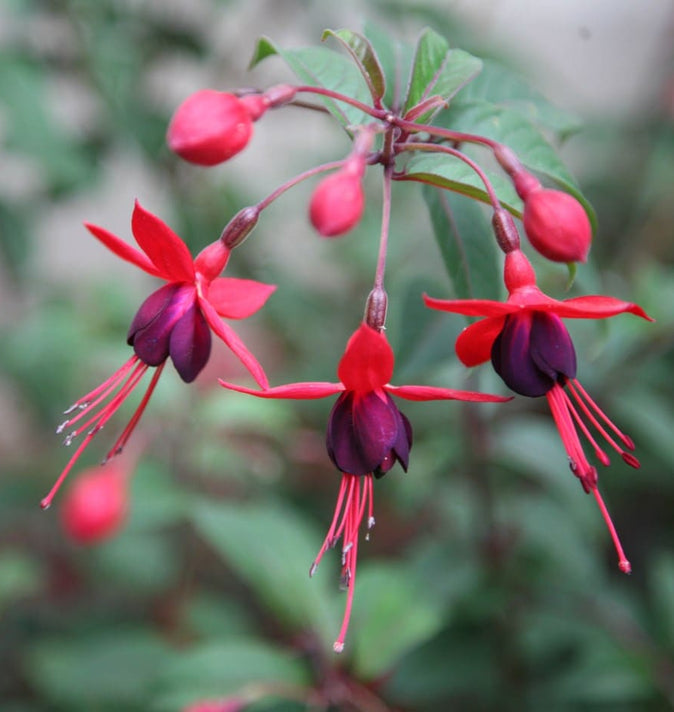 Fuchsia Mrs Popple 3L