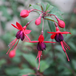 Fuchsia Mrs Popple 3L