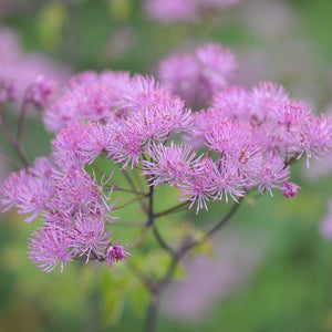 Thalictrum Black Stockings 3L