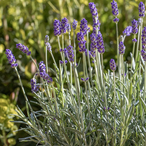 Lavandula Angustifolia 6-Pack