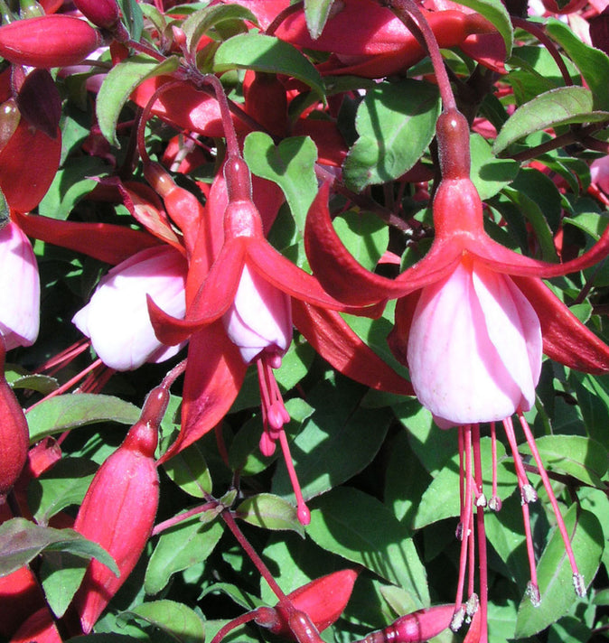 Fuchsia Alice Hoffman 3L