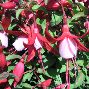 Fuchsia Alice Hoffman 3L