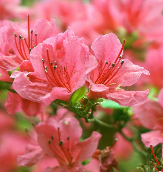 Rhododendron Winsome 3L