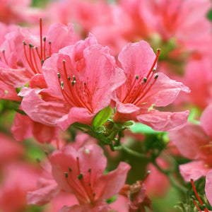 Rhododendron Winsome 3L