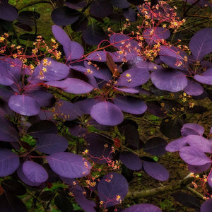 Cotinus Cog Royal Purple 3L