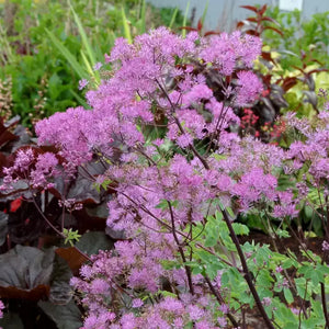 Thalictrum Black Stockings 3L
