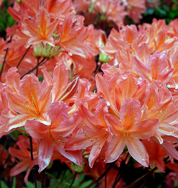 Azalea Chanel 5L