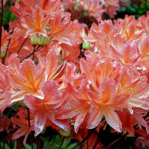 Azalea Chanel 5L