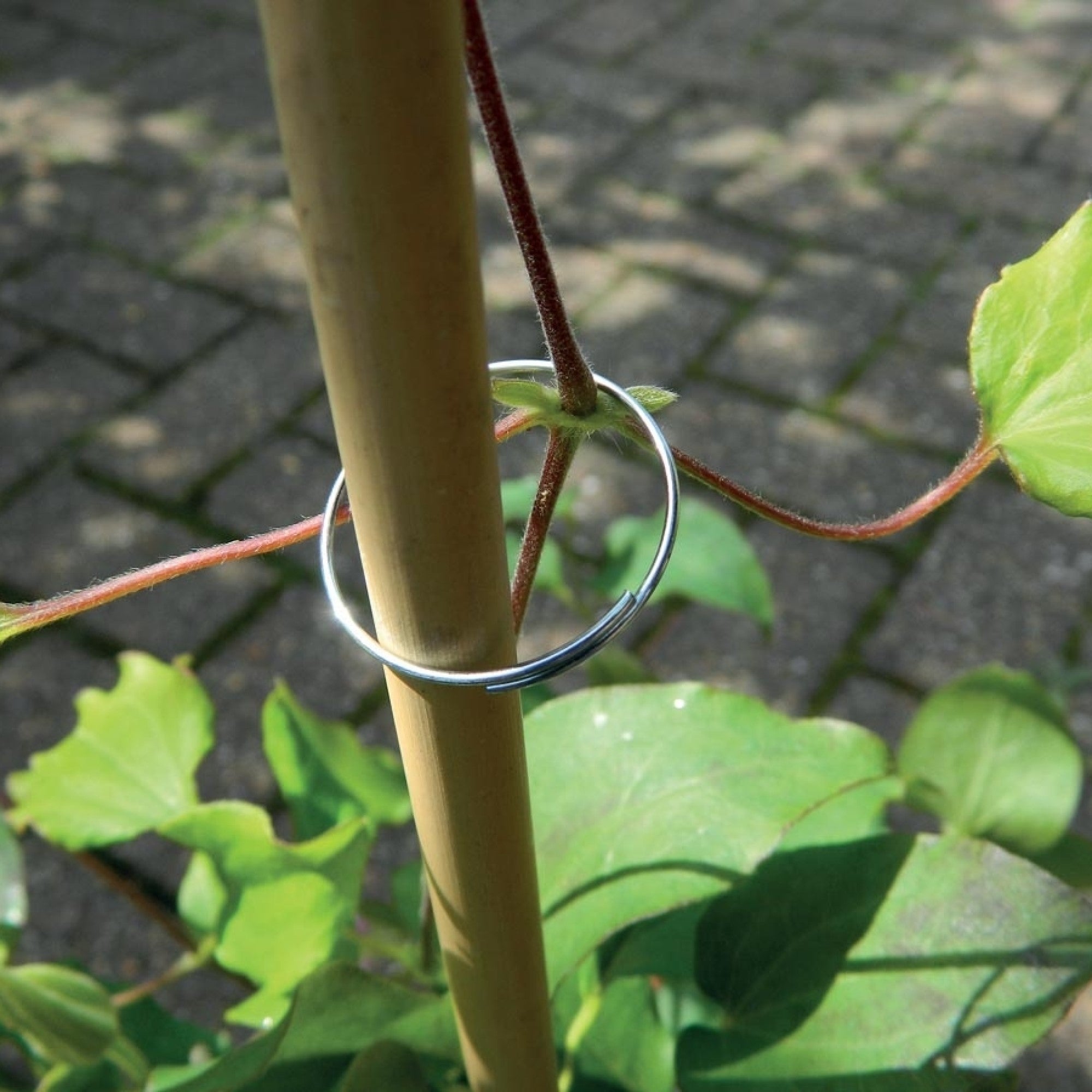 Galvanised Plant Rings 25 Pack – Whitehall Garden Centre