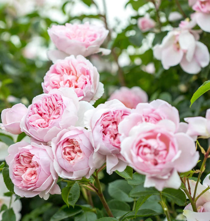 David Austin Wildeve Rambling Rose 6L