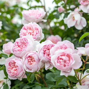 David Austin Wildeve Rambling Rose 6L